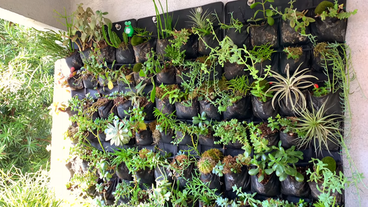 Best Plants for Vertical Gardening