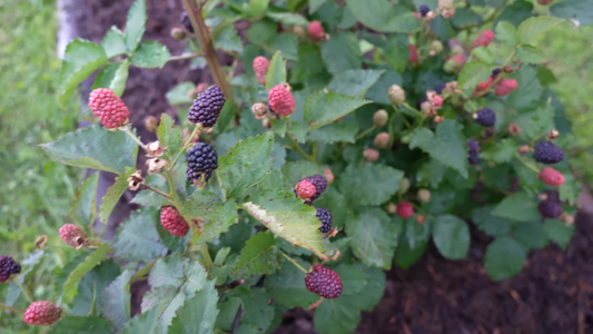 How to Plant a Blackberry Bush