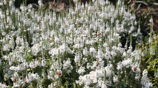 How to Maintain a Garden