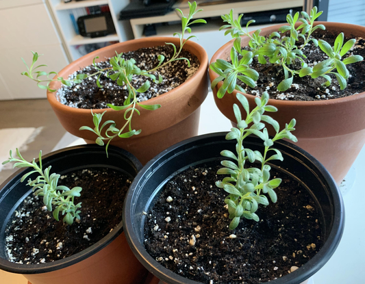 How to Grow Lavender from Seeds