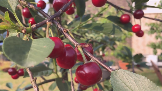 Best Container Varieties for Fruit Trees