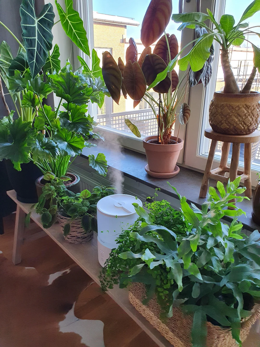 Best Plants for High Humidity Environments