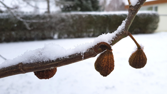 Winterizing Fig Trees