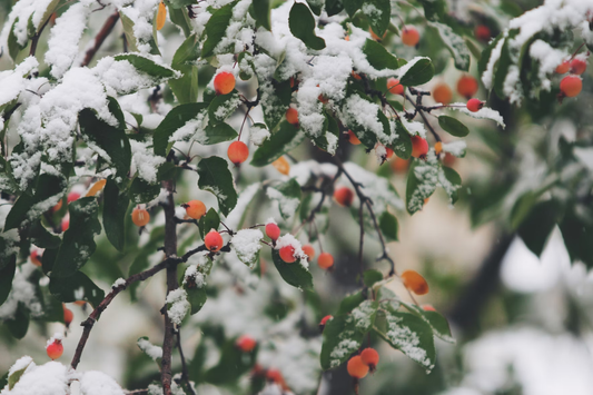 cold-hardy plants for winter gardens