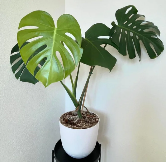 How to Care for New Plants