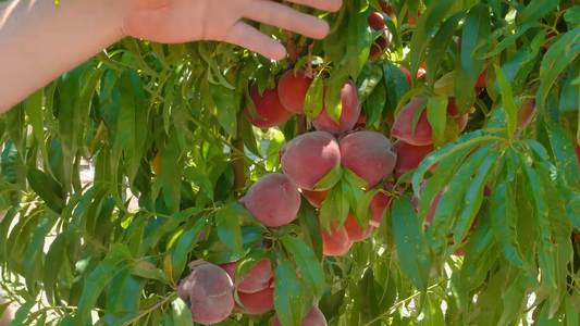 Best Methods for Harvesting Fruit Trees