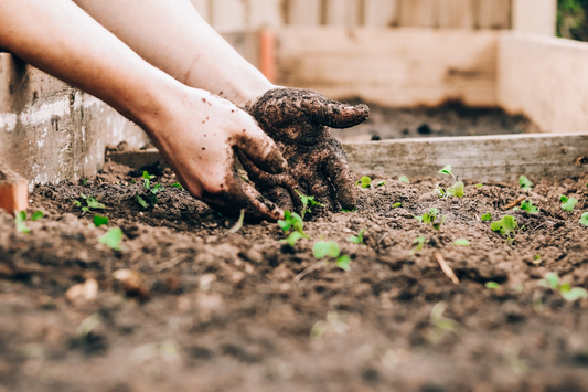 best plants for patio gardens