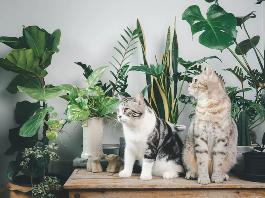 Best Indoor Plants for Pet Owners