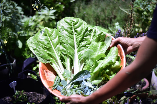 best vegetables to grow in pots
