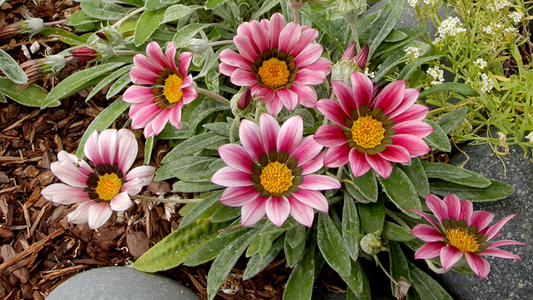 Drought-Tolerant Garden Plants