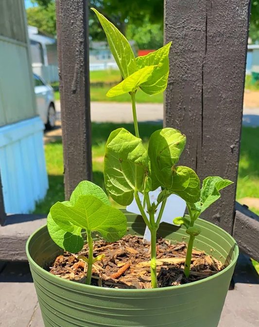 How to Grow Beans from Seeds