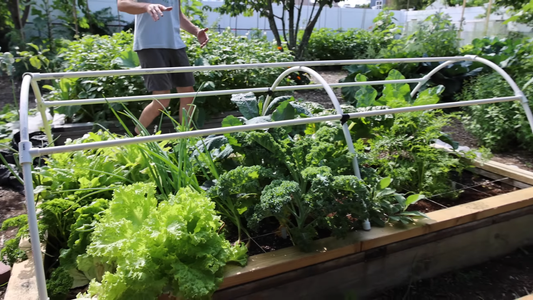 How to Grow a Raised Garden Bed