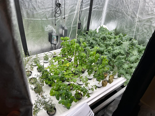 Best Plants for Hydroponics