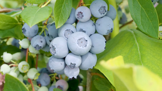 How to Start a Berry Patch