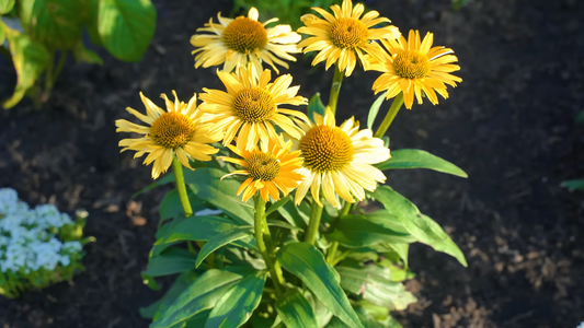 Plants That Attract Butterflies