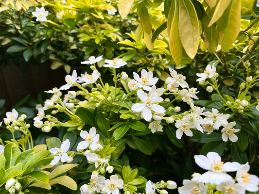 Gardening Apps for Beginners