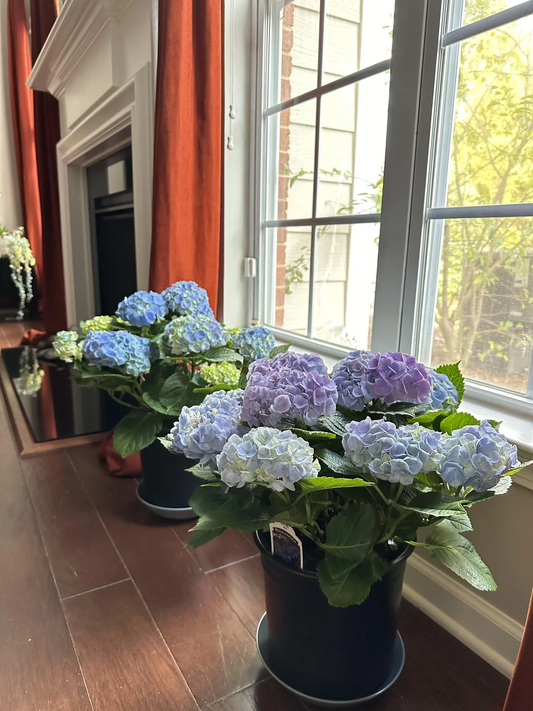 How to Grow Flowers Indoors