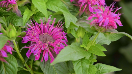 Plants that Attract Hummingbirds