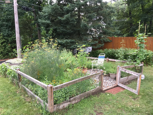 How to Grow Herbs in a Sunny Spot