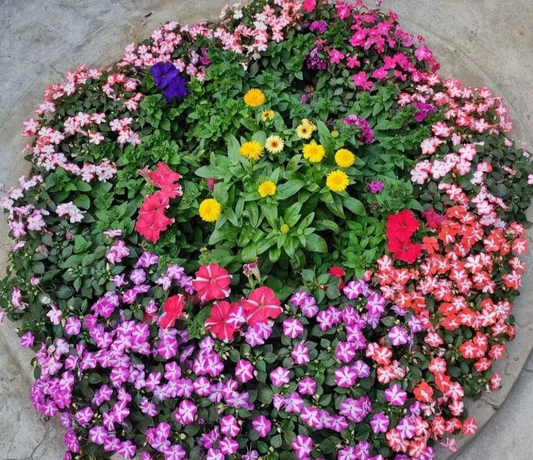 Buy Organic Flower Seeds
