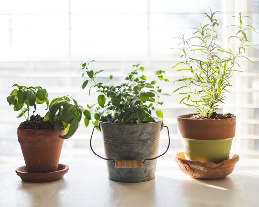 caring for potted plants