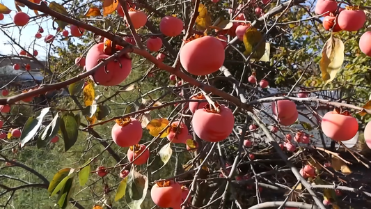 Growing Persimmons in Your Backyard