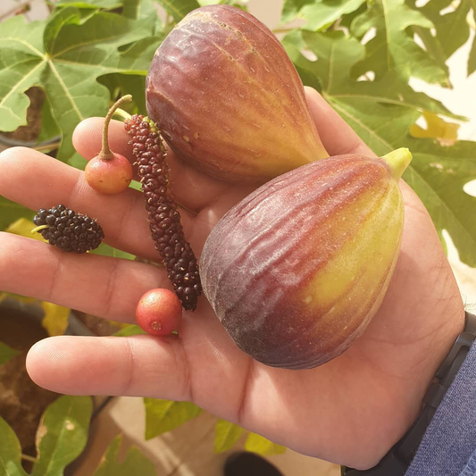 Growing Brown Turkey Fig Trees