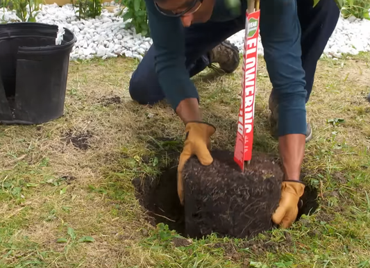 How to Plant a Tree in Your Yard