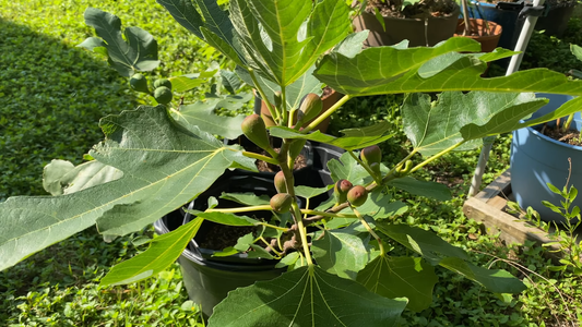 How to Grow a Fig Tree