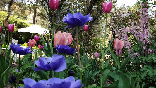 starting a flower garden