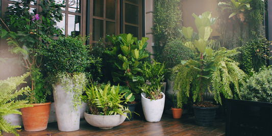 Easy Outdoor Plants for Beginners