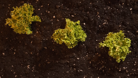 Best Garden Seeds for Beginners