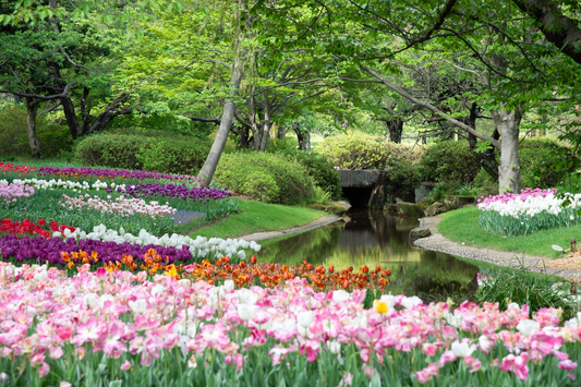 how to care for outdoor plants
