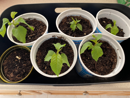How to Plant Seeds in Pots