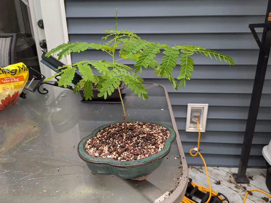 How to Start a Bonsai Tree from Seed