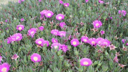 Best Plants for Coastal Gardens