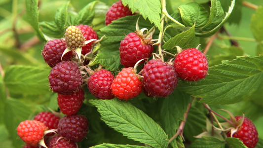 Pruning Techniques for Raspberry Plants
