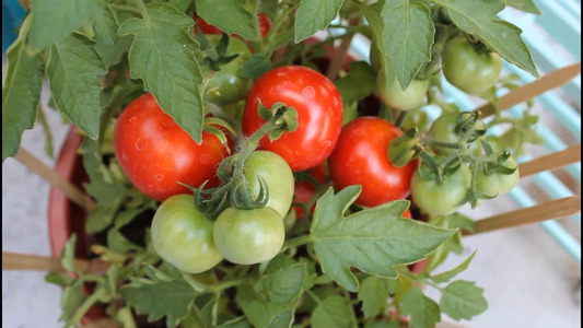 Gardening Tips for Small Spaces