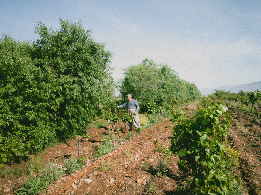 best compost for gardens