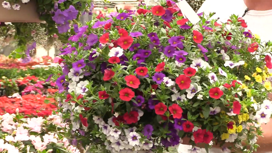 How to Care for Hanging Plants