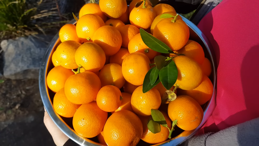 Best Fruit Trees for Small Gardens