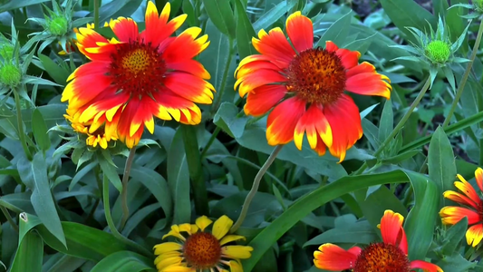 Plants that Thrive in Poor Soil