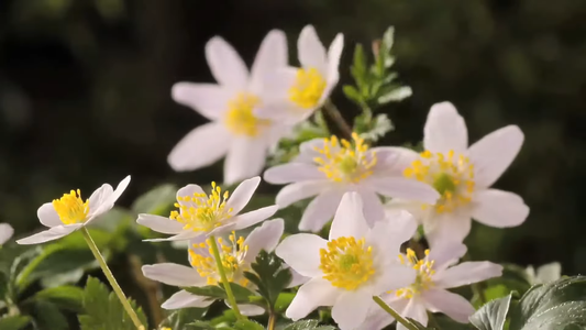 Popular Ornamental Plants for Gardens