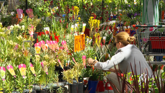 How to Choose the Right Plants for Your Home