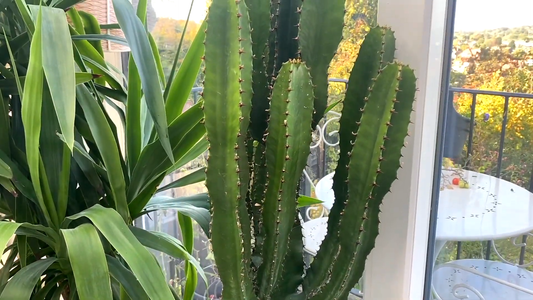 Indoor Plant Care During Winter