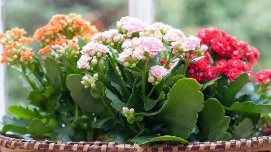 Indoor Plants That Flower