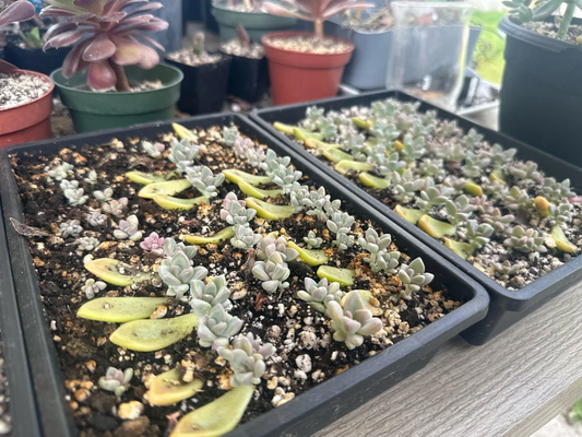 How to Propagate Succulents