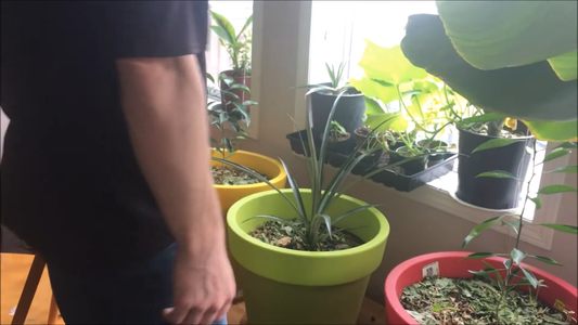 Growing Tropical Fruit Trees Indoors