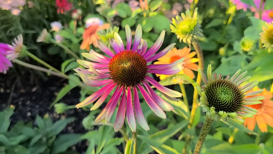 Best Perennials for Sunny Gardens