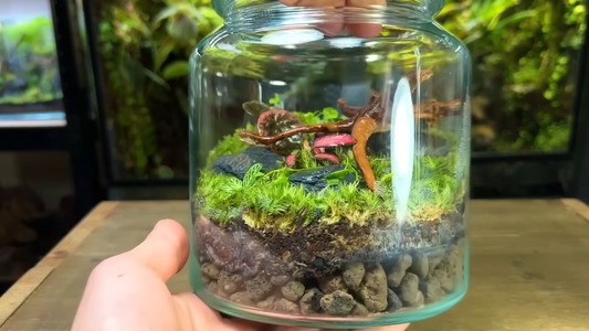 How to Make a Terrarium